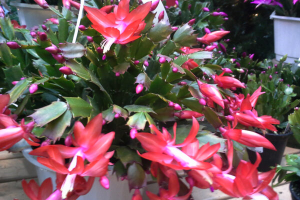 Christmas Cactus for Sale at Patuxent Nursery Christmas Cactus for Sale at Patuxent Nursery