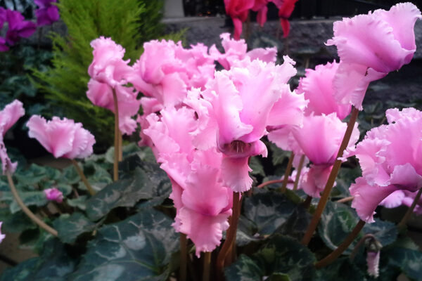 Cyclamen_01 Cyclamen_01