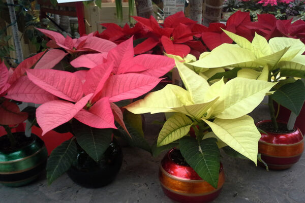 Poinsettias at Patuxent Nursery Poinsettias at Patuxent Nursery