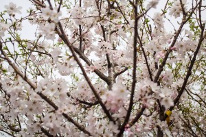 Yoshino Cherry Trees for Sale - Patuxent Nursery