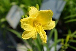 Daylily Happy Perennials Return Online