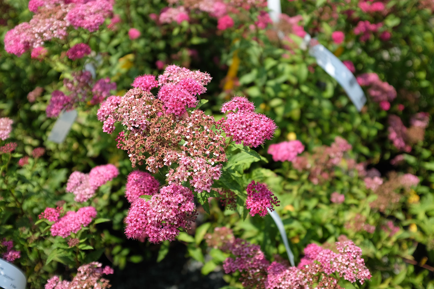 How and What to Plant in the Summer Patuxent Nursery