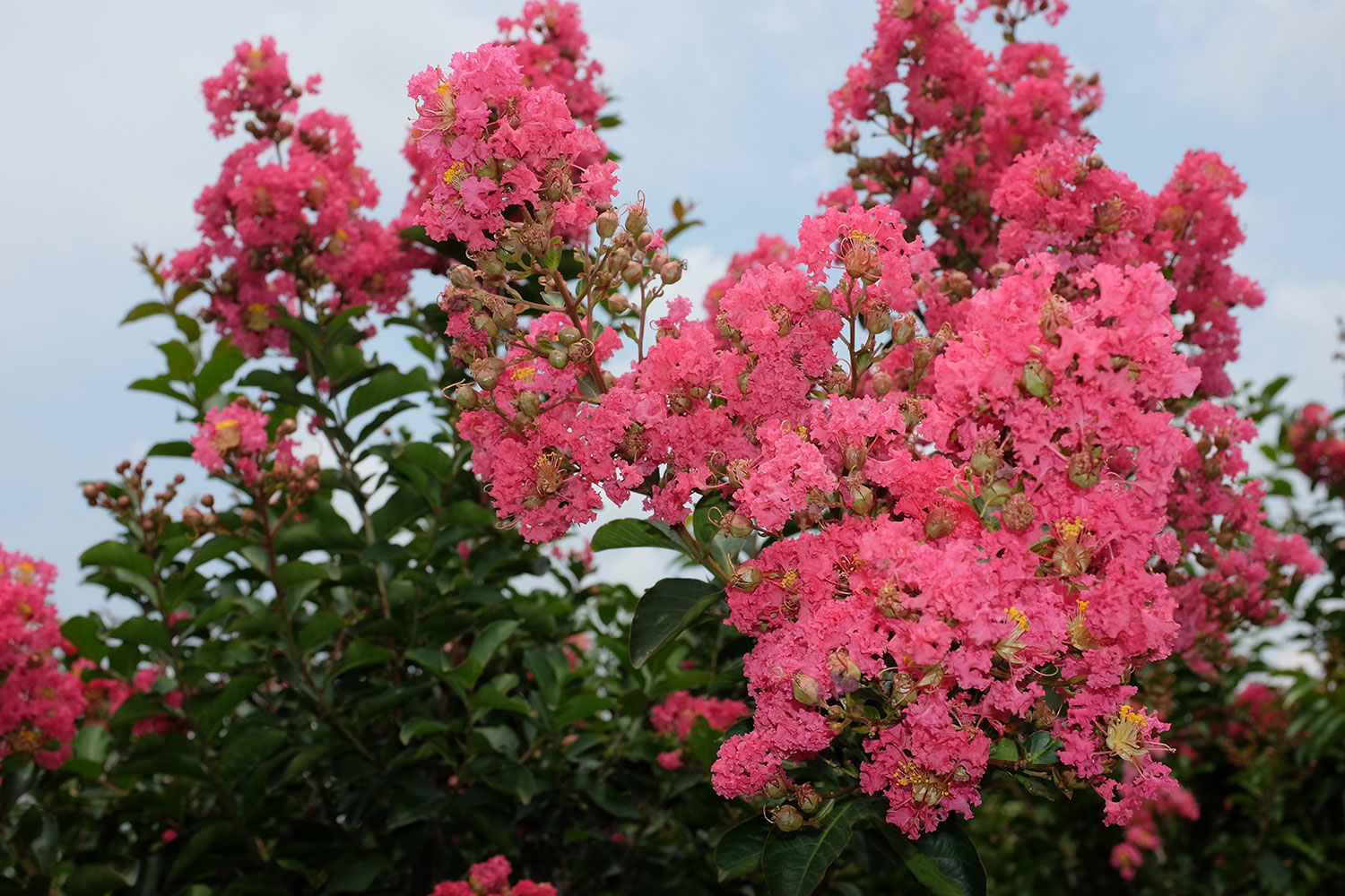 Did you know you can plant in the summer? Patuxent Nursery