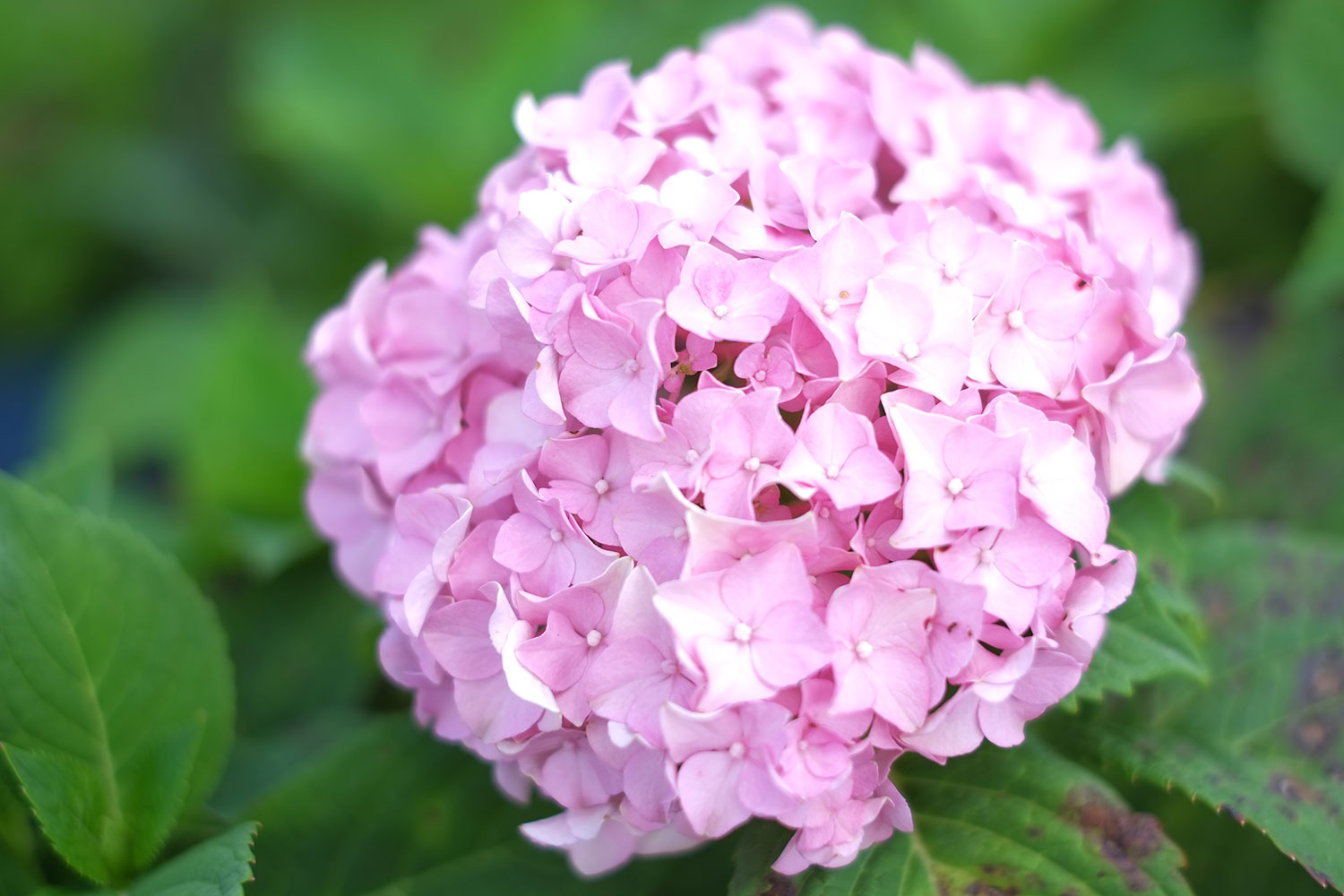 Did you know you can plant in the summer? Patuxent Nursery