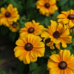 Black Eyed Susans - Fall Color - Patuxent Nursery