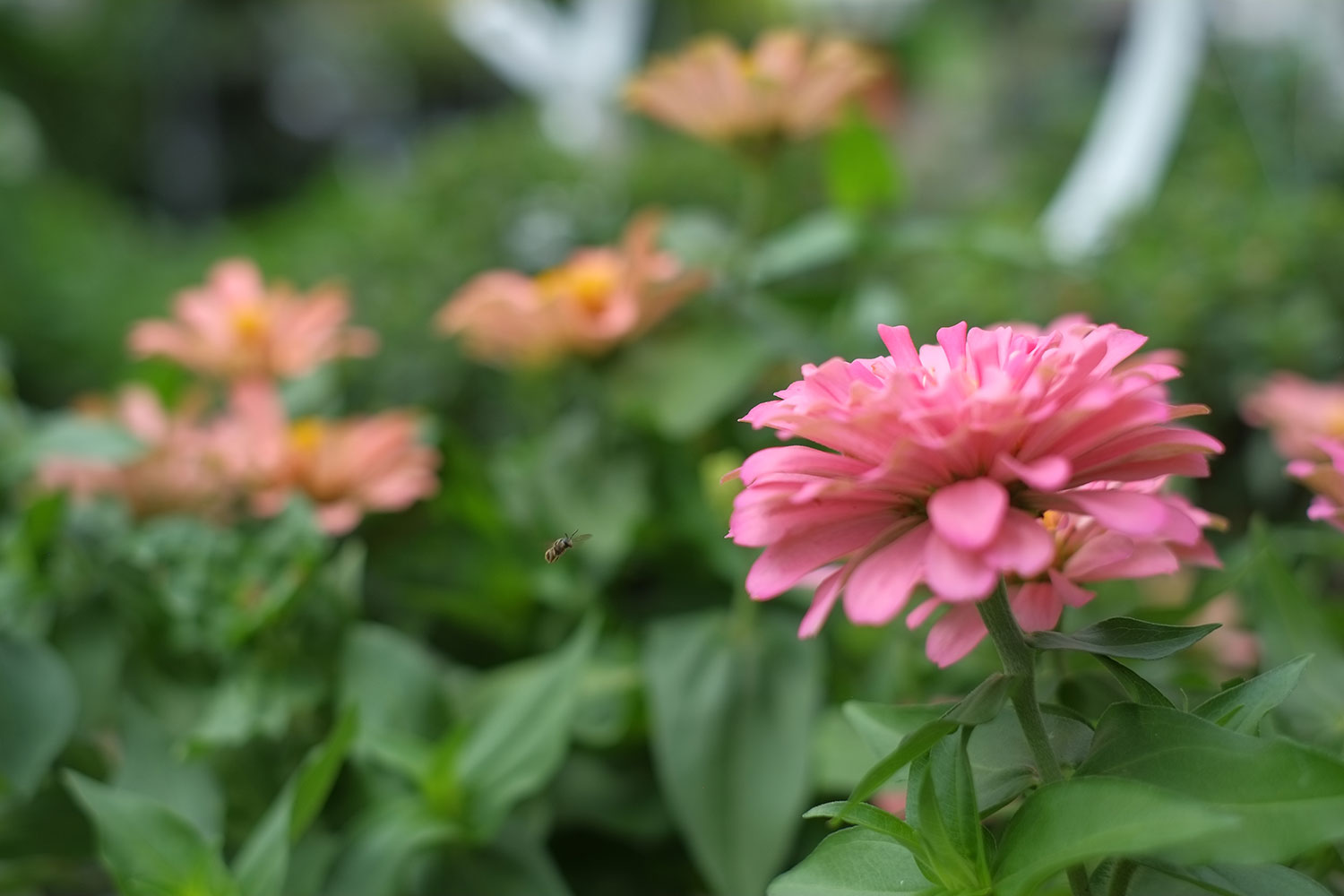 Did you know you can plant in the summer? Patuxent Nursery