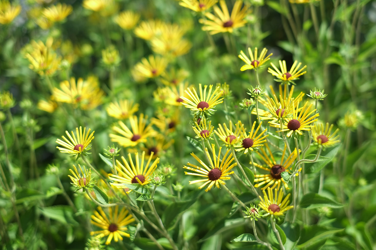Coneflower for Sale at Patuxent Nursery
