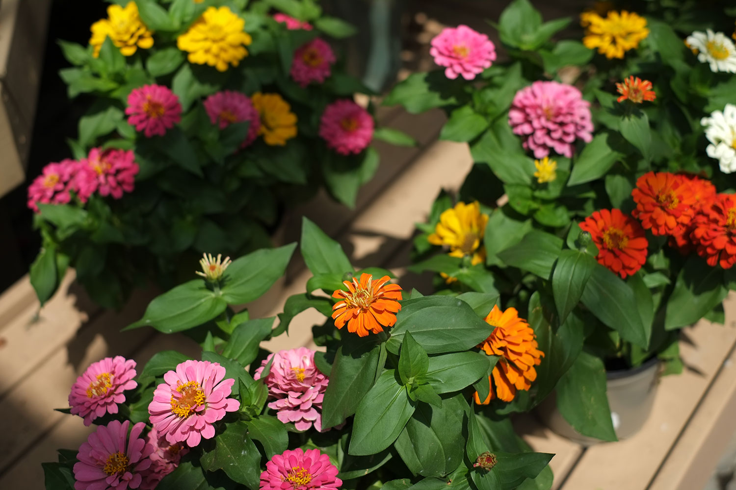 How and What to Plant in the Summer Patuxent Nursery