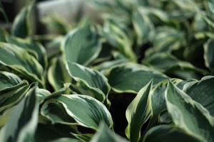 Hostas Perennials for Sale Online