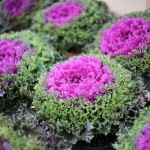 Ornamental Cabbage - Patuxent Nursery