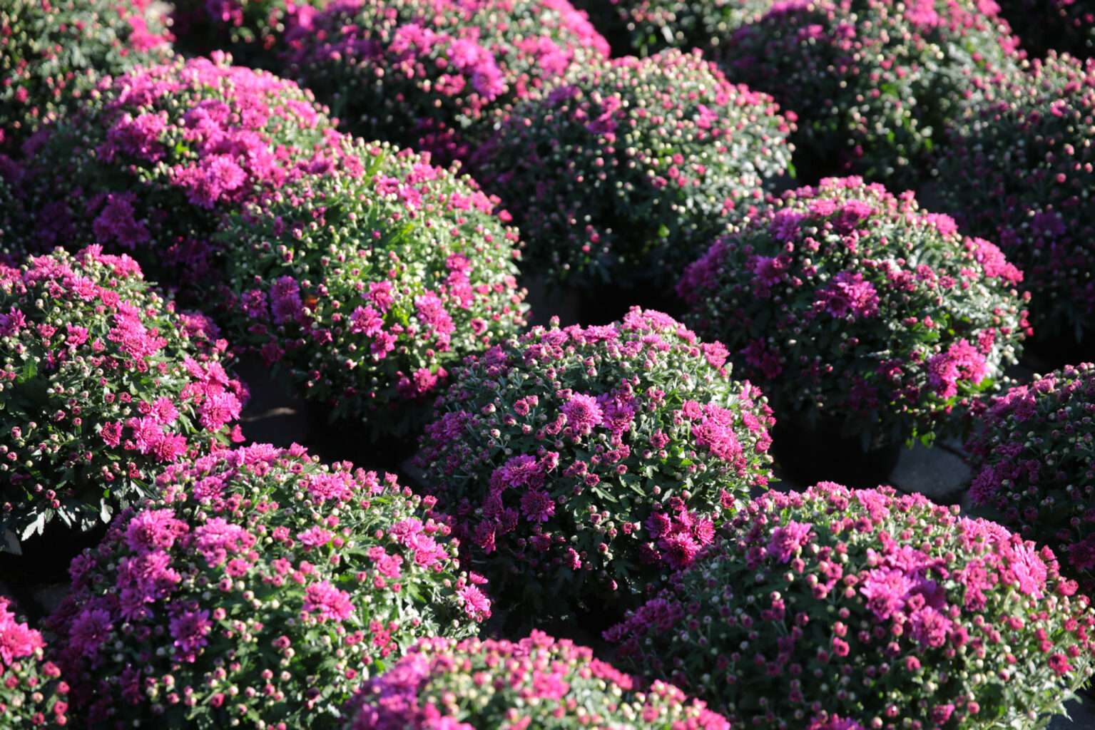Mums for Sale at Patuxent Nursery