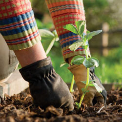 7 Reasons Why You Should Plant Your Spring Garden in the Fall