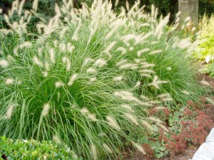 Pennisetum Grass For Sale Maryland Plant Nursery