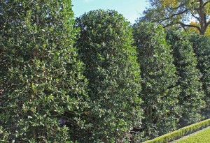 nellie-r-stevens-holly-plants-for-dallas_2