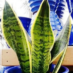 An Easy, Low Maintenance Clean Air Houseplant: Sansevieria