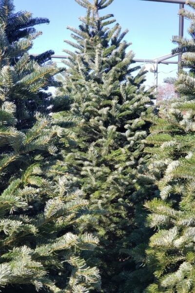 live Christmas trees outside at Patuxent Nursery live Christmas trees outside at Patuxent Nursery