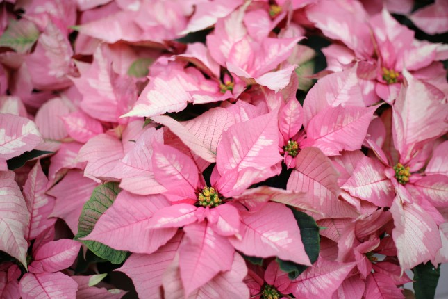 PatuxentPoinsettias_04