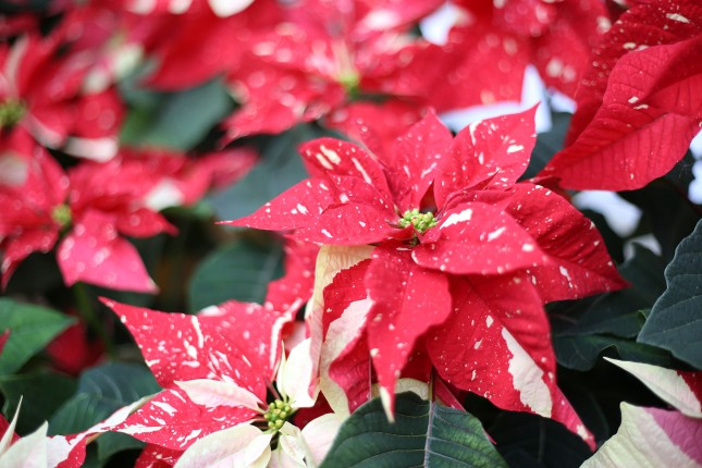 PatuxentPoinsettias_05