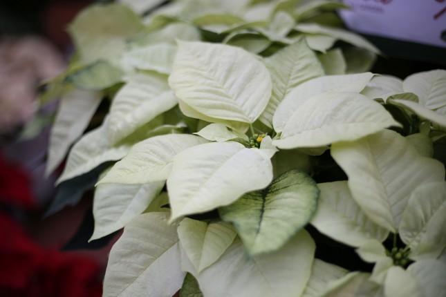 PatuxentPoinsettias_07