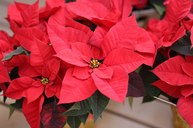 PoinsettiaSlider