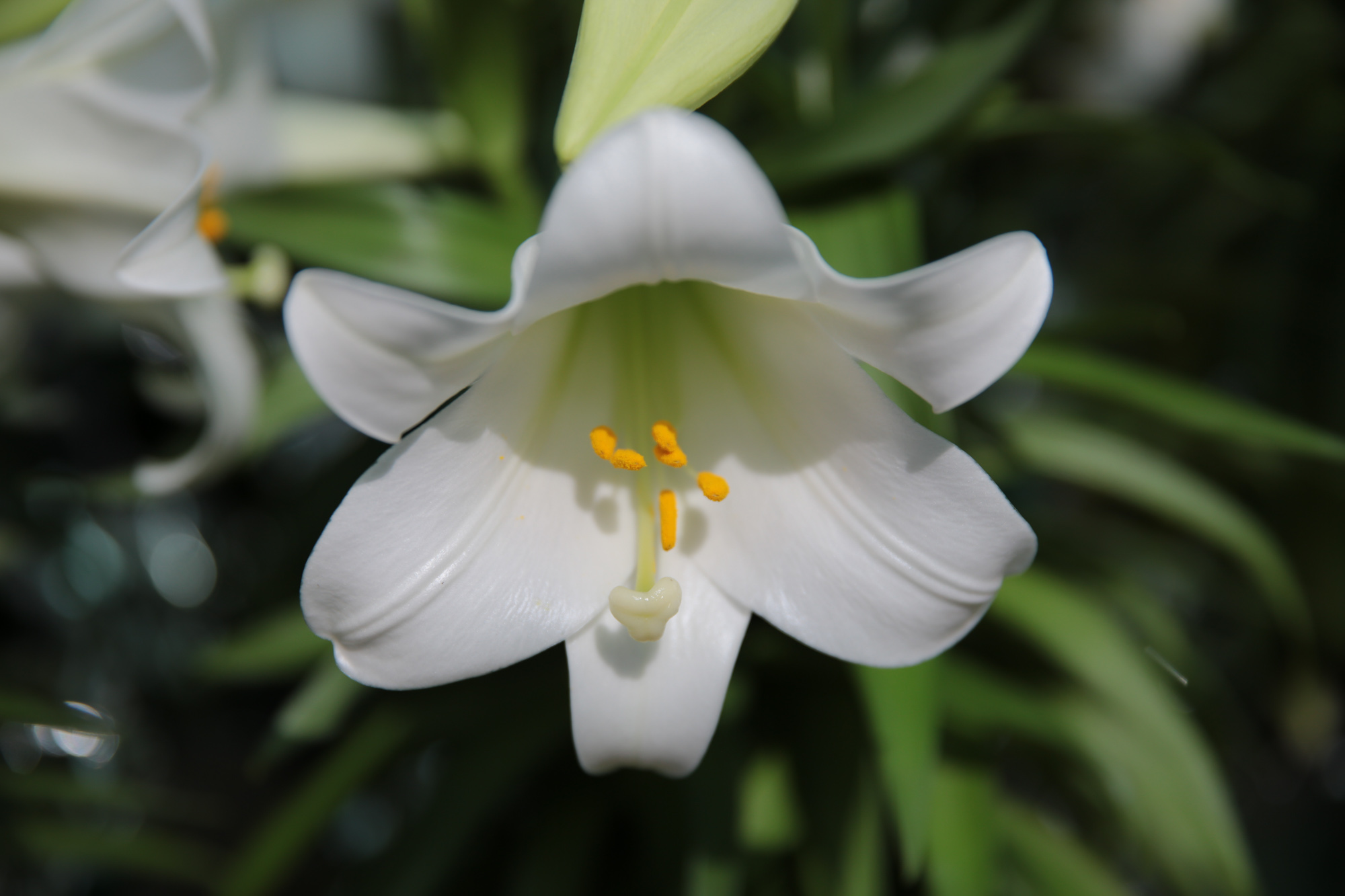 easter lilies