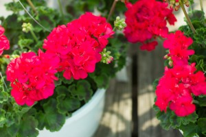 Top Mother's Day Gifts - Patuxent Nursery