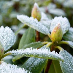 Frost On Plants