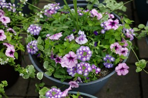 Container Gardening - Patuxent Nursery