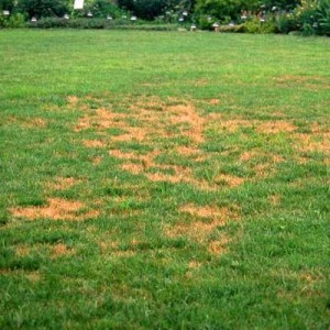 How to Treat Lawn Fungus | Patuxent Nursery