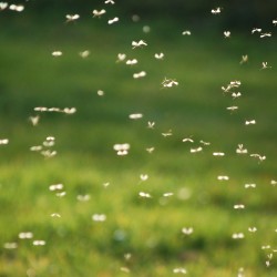 Five Mosquito Fighting Products for Your Property