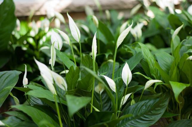 peace lily for sale at Patuxent Nursery