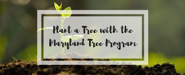 Plant a Tree with the Maryland Tree Program