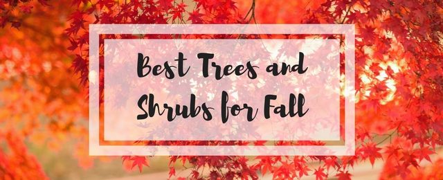 The Best Trees and Shrubs for Fall