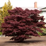 Bloodgood Japanese Maple - patuxent nursery