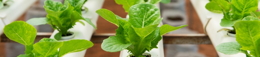 Sprouting Vegetables