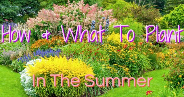 How And What To Plant In The Summer