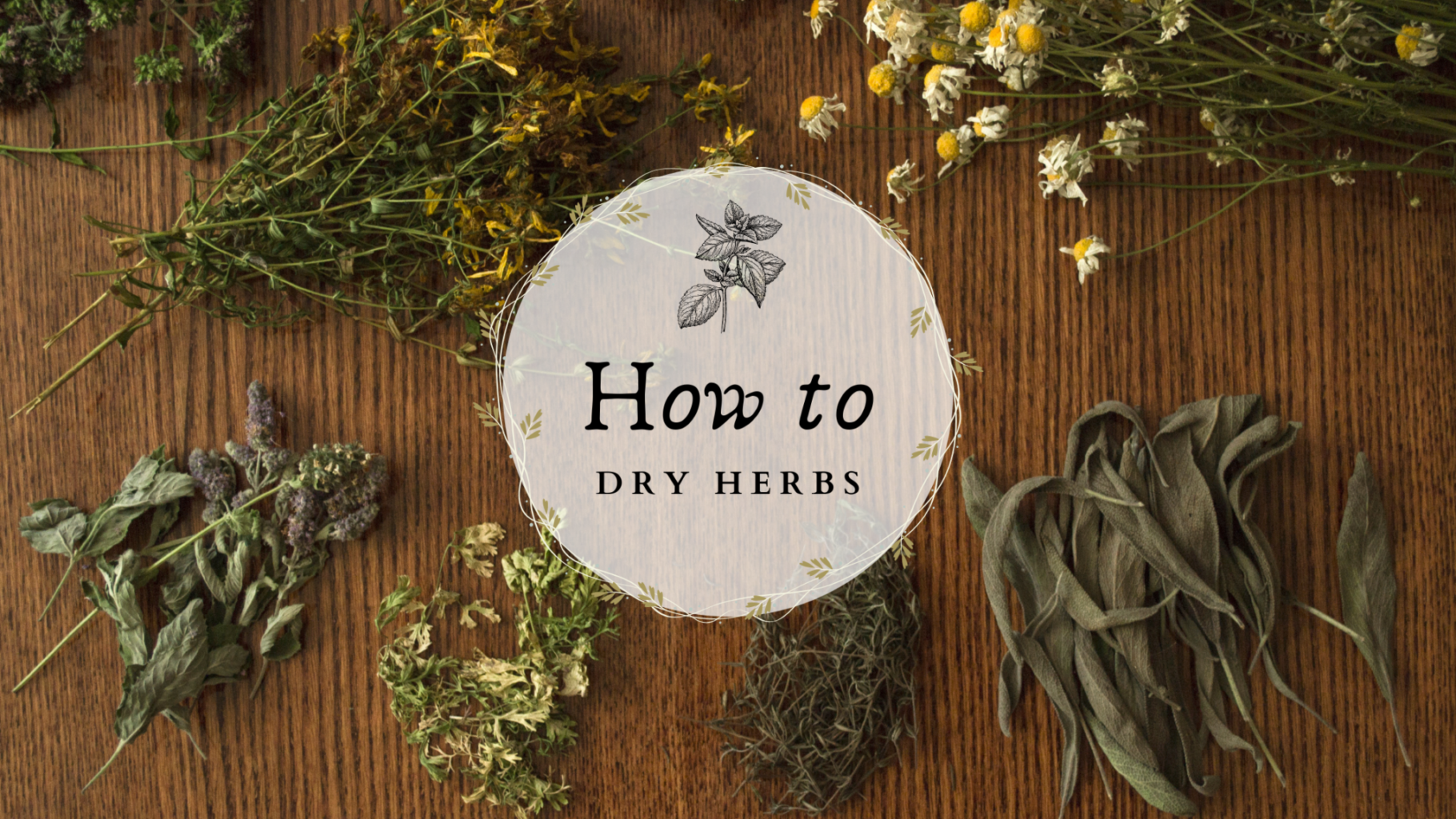 How to Dry Herbs How to Dry Herbs