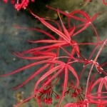 Red Spider Japanese Maple - patuxent nursery