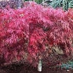 Tamukeyama Japanese Maple - patuxent nursery