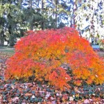 The best trees and shrubs for fall - Viridis Laceleaf Japanese Maple - patuxent nursery