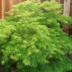 Waterfall Japanese Maple - patuxent nursery