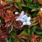 abelia kaleidoscope - patuxent nursery