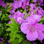 encore azalea - patuxent nursery