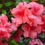 encore azalea - patuxent nursery