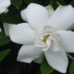 gardenia - patuxent nursery