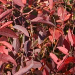 itea - patuxent nursery