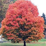 legacy sugar maple - patuxent nursery