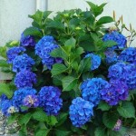 nikko blue hydrangea - patuxent nursery