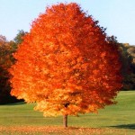 The best trees and shrubs for fall - october glory maple - patuxent nursery