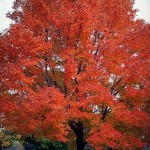 red sunset maple - patuxent nursery